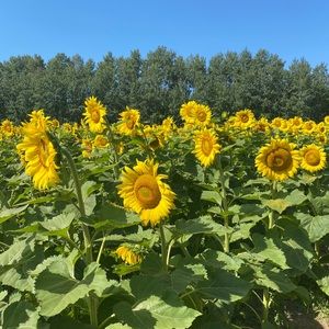 Meet your Posher, Alma